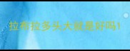 拉布拉多头大就是好吗