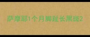 萨摩耶1个月脚趾长黑斑