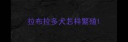 拉布拉多犬怎样繁殖