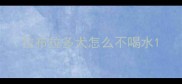 拉布拉多犬怎么不喝水