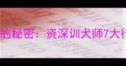 哈士奇摇头摇头的秘密资深训犬师7大行为及训练技巧