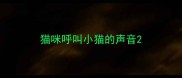 猫咪呼叫小猫的声音