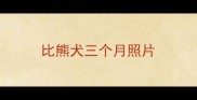 比熊犬三个月照片