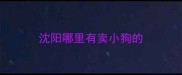 沈阳哪里有卖小狗的
