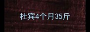 杜宾4个月35斤