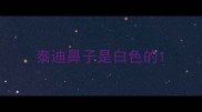 泰迪鼻子是白色的