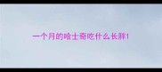一个月的哈士奇吃什么长胖