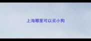 上海哪里可以买小狗
