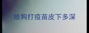 给狗打疫苗皮下多深