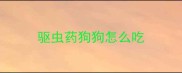 驱虫药狗狗怎么吃