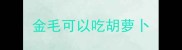 金毛可以吃胡萝卜