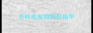怎样给宠物狗剪指甲
