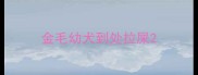 金毛幼犬到处拉屎