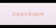灰泰迪红泰迪配种
