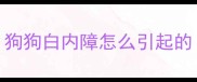 狗狗白内障怎么引起的
