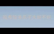 拉布拉多爪子大好不好