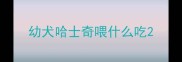 幼犬哈士奇喂什么吃