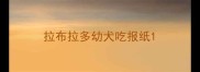 拉布拉多幼犬吃报纸