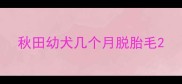 秋田幼犬几个月脱胎毛