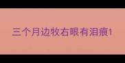 三个月边牧右眼有泪痕