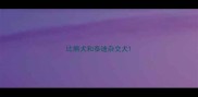 比熊犬和泰迪杂交犬