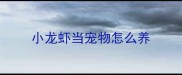 小龙虾当宠物怎么养