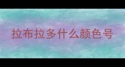 拉布拉多什么颜色号
