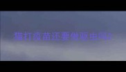 猫打疫苗还要做驱虫吗