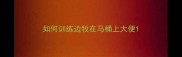 如何训练边牧在马桶上大便