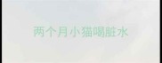 两个月小猫喝脏水