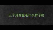 三个月的金毛什么样子的