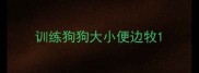 训练狗狗大小便边牧
