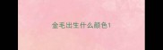 金毛出生什么颜色