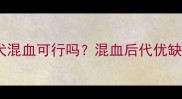 边境牧羊犬与金毛犬混血可行吗混血后代优缺点及科学饲养指南
