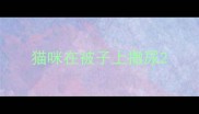 猫咪在被子上撒尿