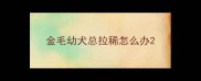 金毛幼犬总拉稀怎么办