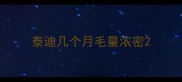 泰迪几个月毛量浓密