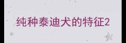 纯种泰迪犬的特征