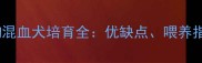 拉布拉多土狗混血犬培育全优缺点喂养指南与市场前景