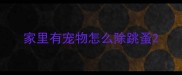 家里有宠物怎么除跳蚤
