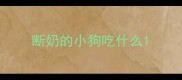 断奶的小狗吃什么