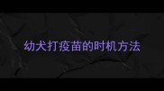 幼犬打疫苗的时机方法