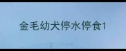 金毛幼犬停水停食