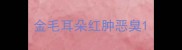金毛耳朵红肿恶臭