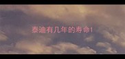 泰迪有几年的寿命