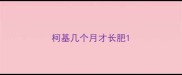 柯基几个月才长肥