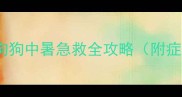 夏季宠物护理指南狗狗中暑急救全攻略附症状识别与科学预防