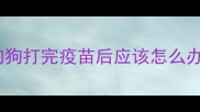 狗狗打完疫苗后应该怎么办