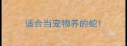 适合当宠物养的蛇