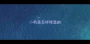 小狗是怎样降温的